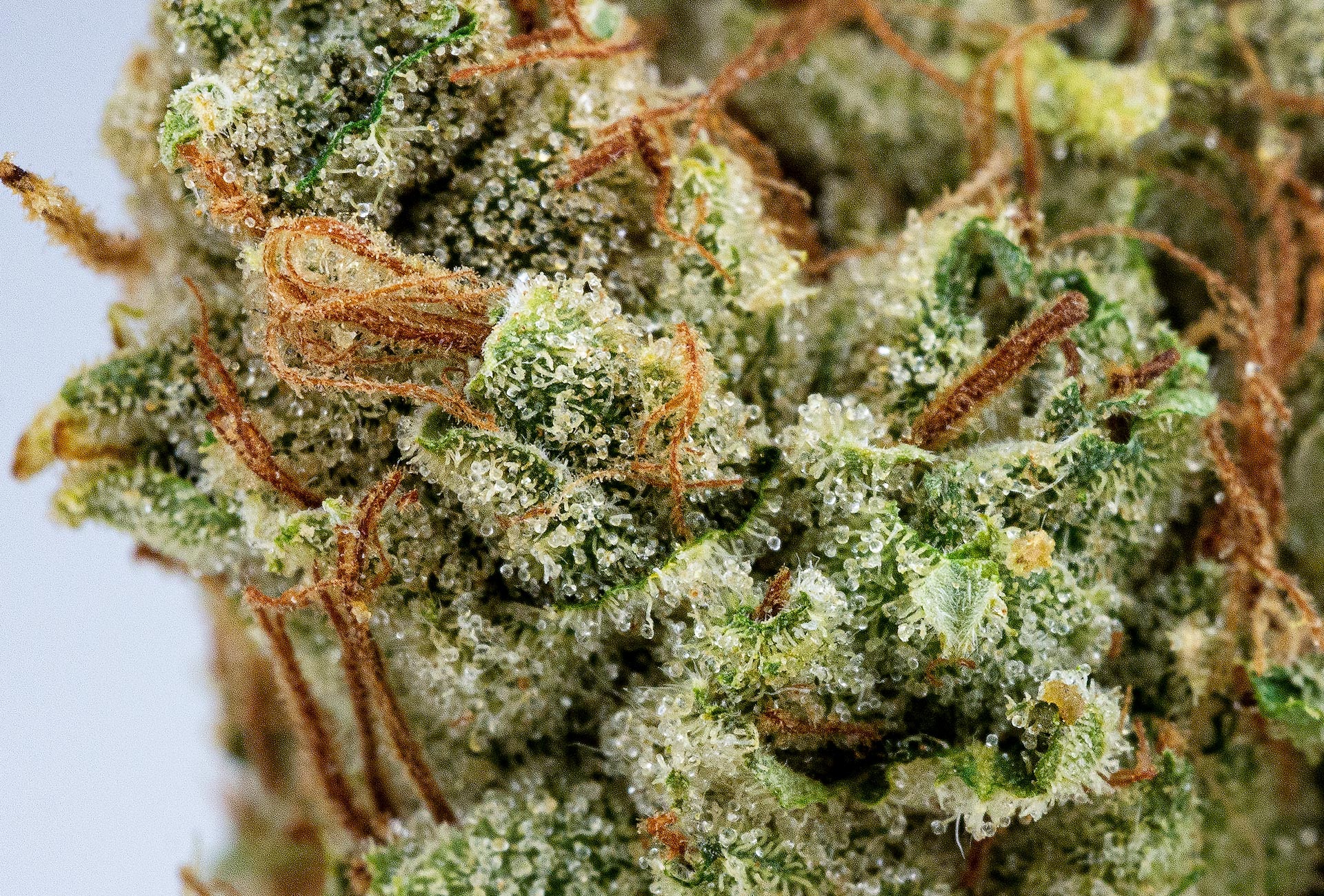Where you can Buy Cheap and best quality Weed