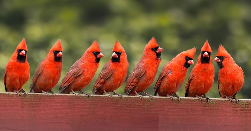 Exploring: What Is A Group Of Cardinals Called