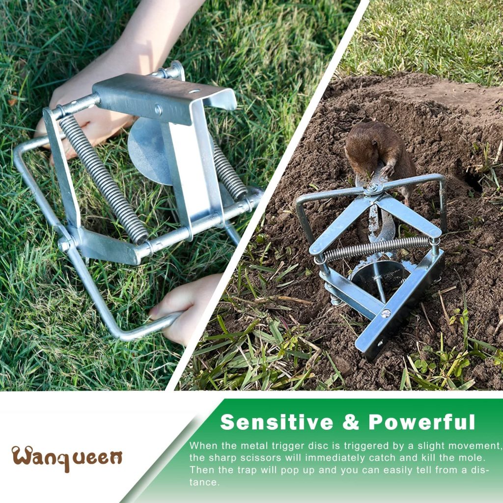 The Definitive Guide: What Is The Best Mole Trap