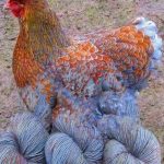 Decoding The Mystery: What Is Yarn Chicken