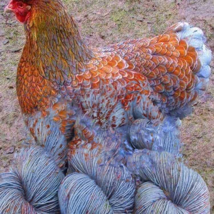 Decoding The Mystery: What Is Yarn Chicken