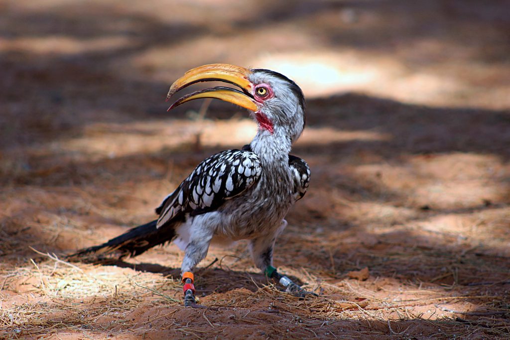 What Kind Of Bird Is Zazu In The Lion King: All You Need To Know