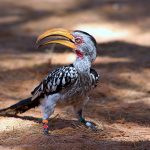What Kind Of Bird Is Zazu In The Lion King: All You Need To Know